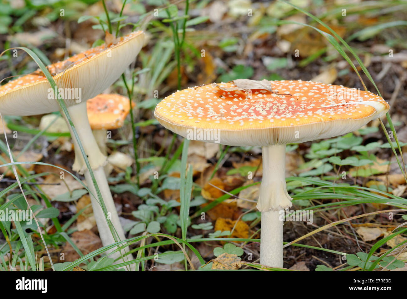 Amanita muscaria, commonly known as the fly agaric or fly amanita, is a poisonous and psychoactive basidiomycete fungus. Stock Photo
