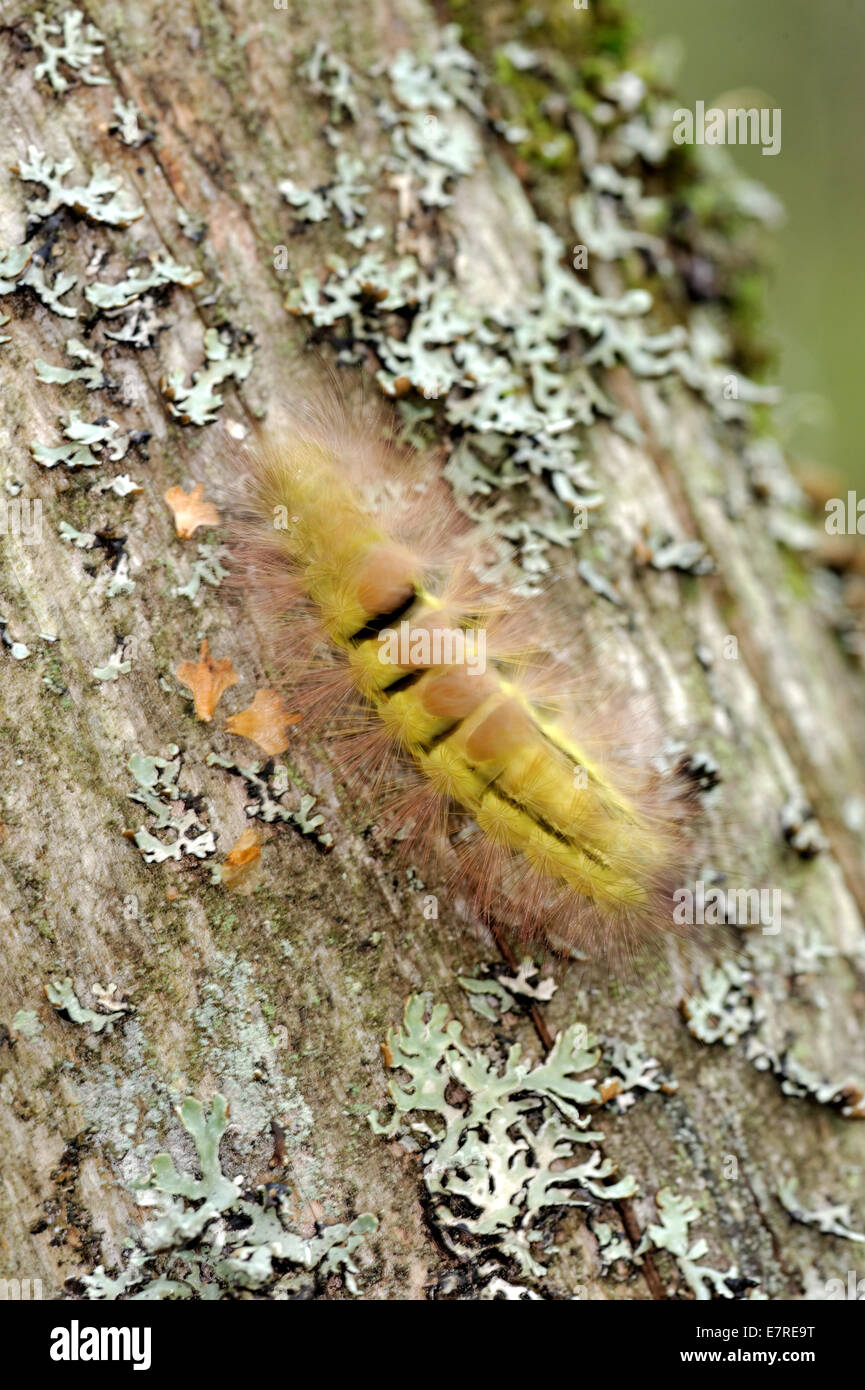 Pale Tussock (Calliteara pudibunda) is a moth of the Lymantriidae family. It is found in Europe and Anatolia. Stock Photo