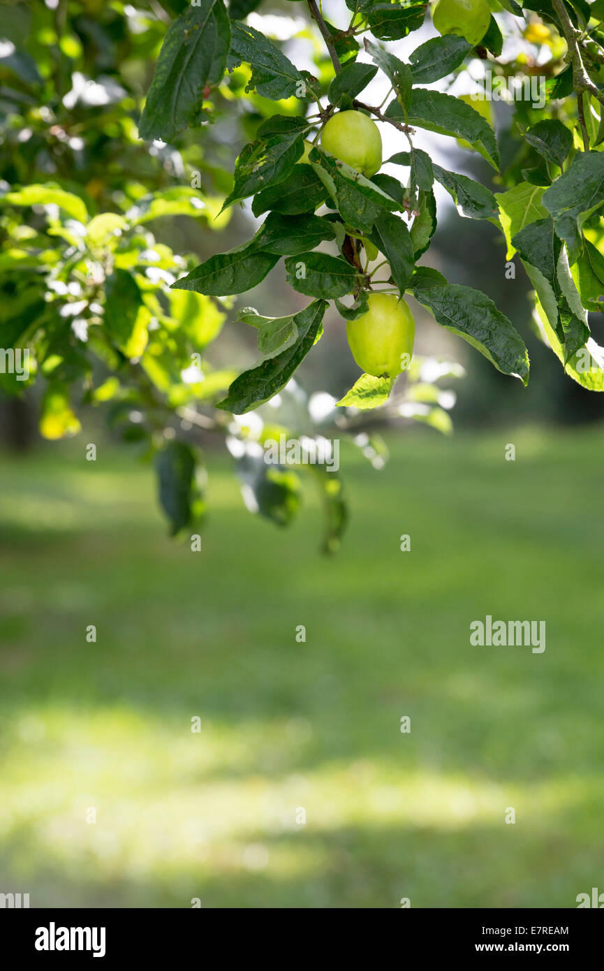 Malus gardeners gold. Crab Apple tree Stock Photo Alamy