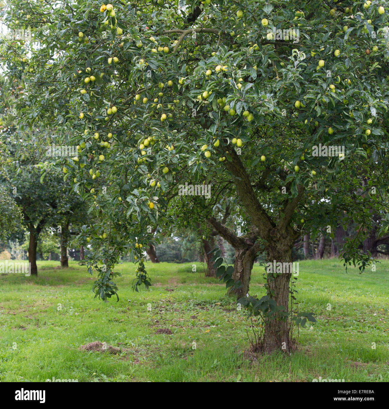 Malus gardeners gold. Crab Apple tree Stock Photo Alamy