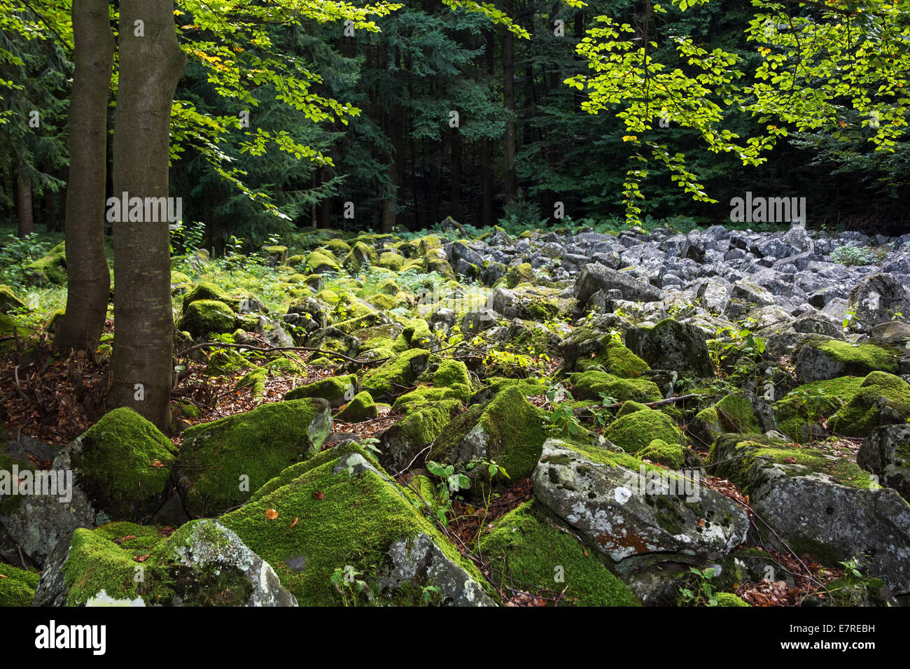 Andesite stone sea in Mala Lehota, Slovak republic. This national natural monument was established in 1975. Stock Photo