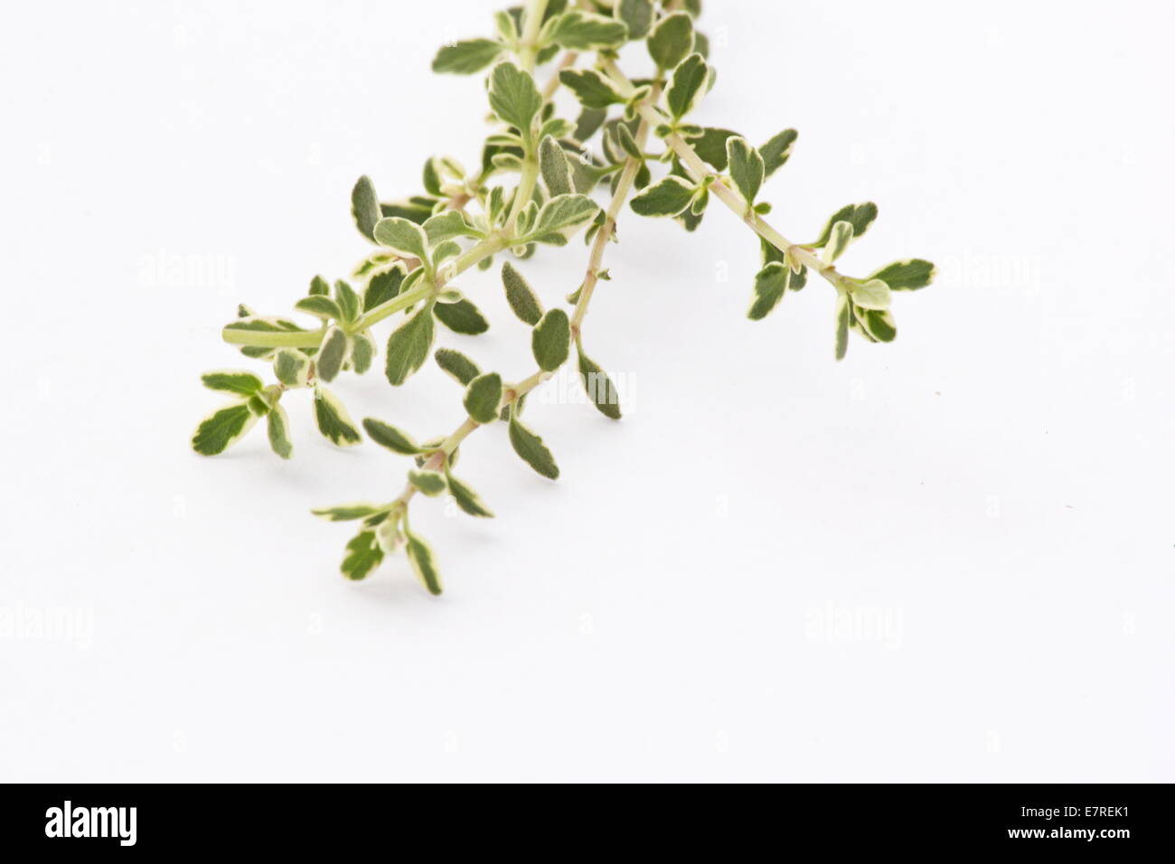 Thyme herb plant (Variegated lemon thyme) on white background Stock