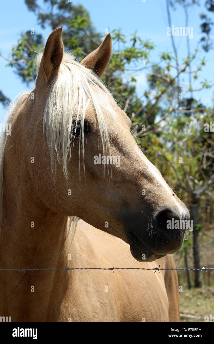 A light brown horse in a farmers pasture in Cotacachi, Ecuador Stock Photo