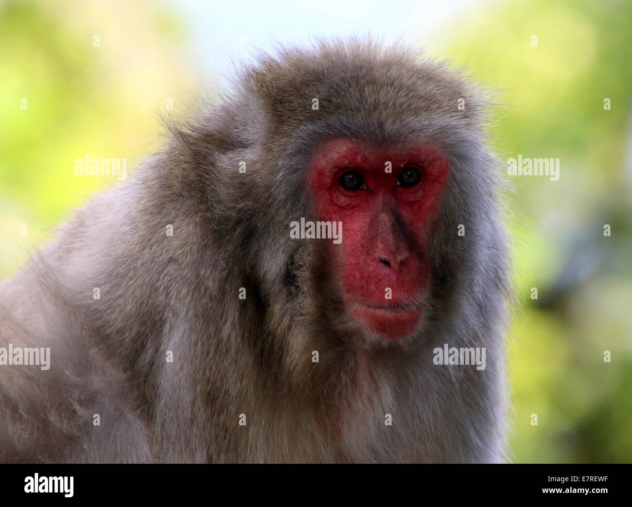 Japanese macaque or Snow monkey (Macaca fuscata) close-up Stock Photo