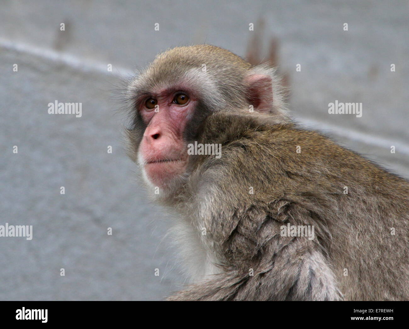 Japanese macaque or Snow monkey (Macaca fuscata) close-up at Artis Zoo, Amsterdam Stock Photo