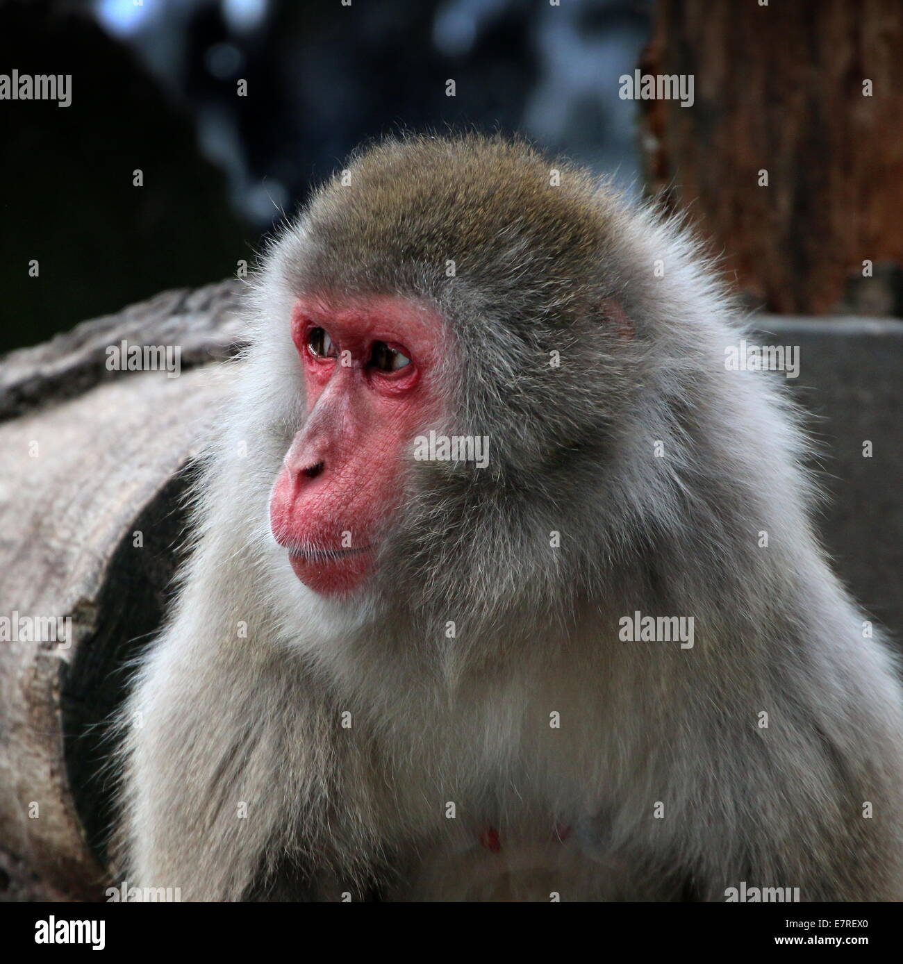 Japanese macaque or Snow monkey (Macaca fuscata) close-up of the head Taken in Artis Zoo, Amsterdam Stock Photo