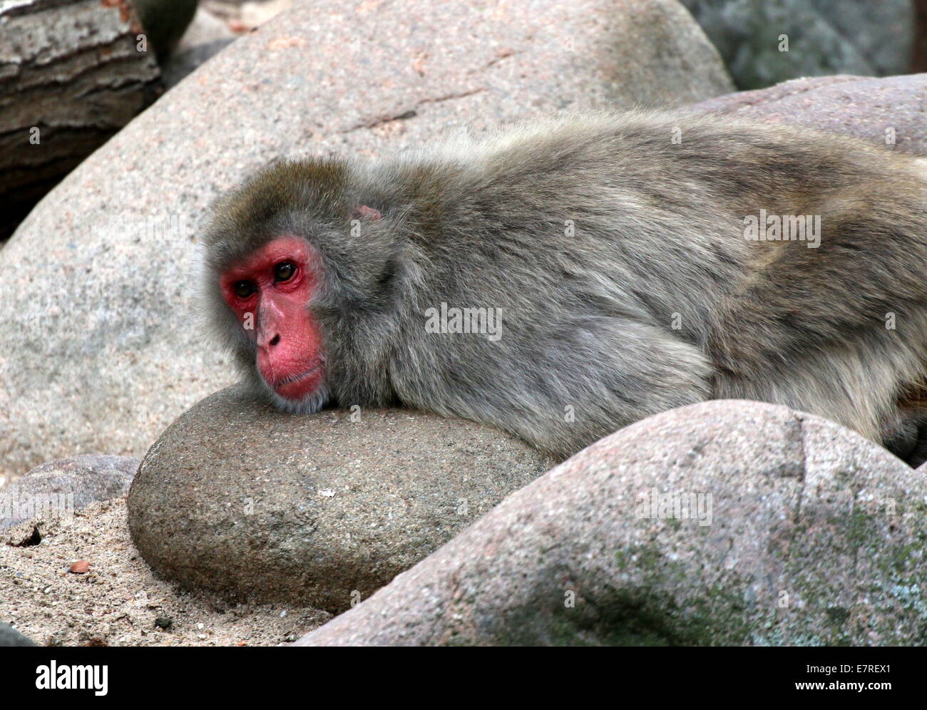 Japanese macaque or Snow monkey (Macaca fuscata) close-up, lying on rocks Stock Photo
