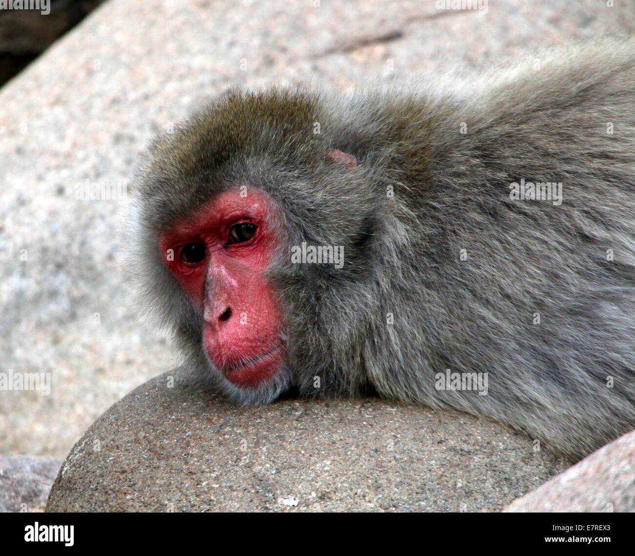 Japanese macaque or Snow monkey (Macaca fuscata) in Artis Zoo, Amsterdam, The Netherlands Stock Photo