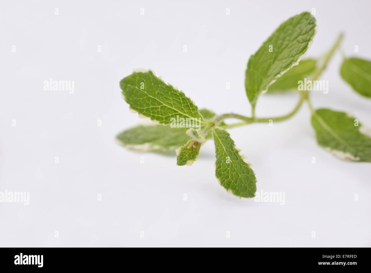 Mentha suaveolens variegata Pineapple Mint on white background Stock Photo