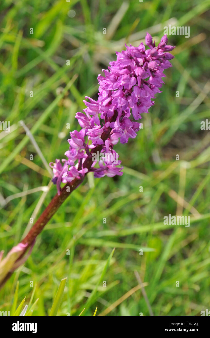Wild orchis Gymnadenia conopsea,Orchidaceae, Abruzzo National Park, Italy Stock Photo