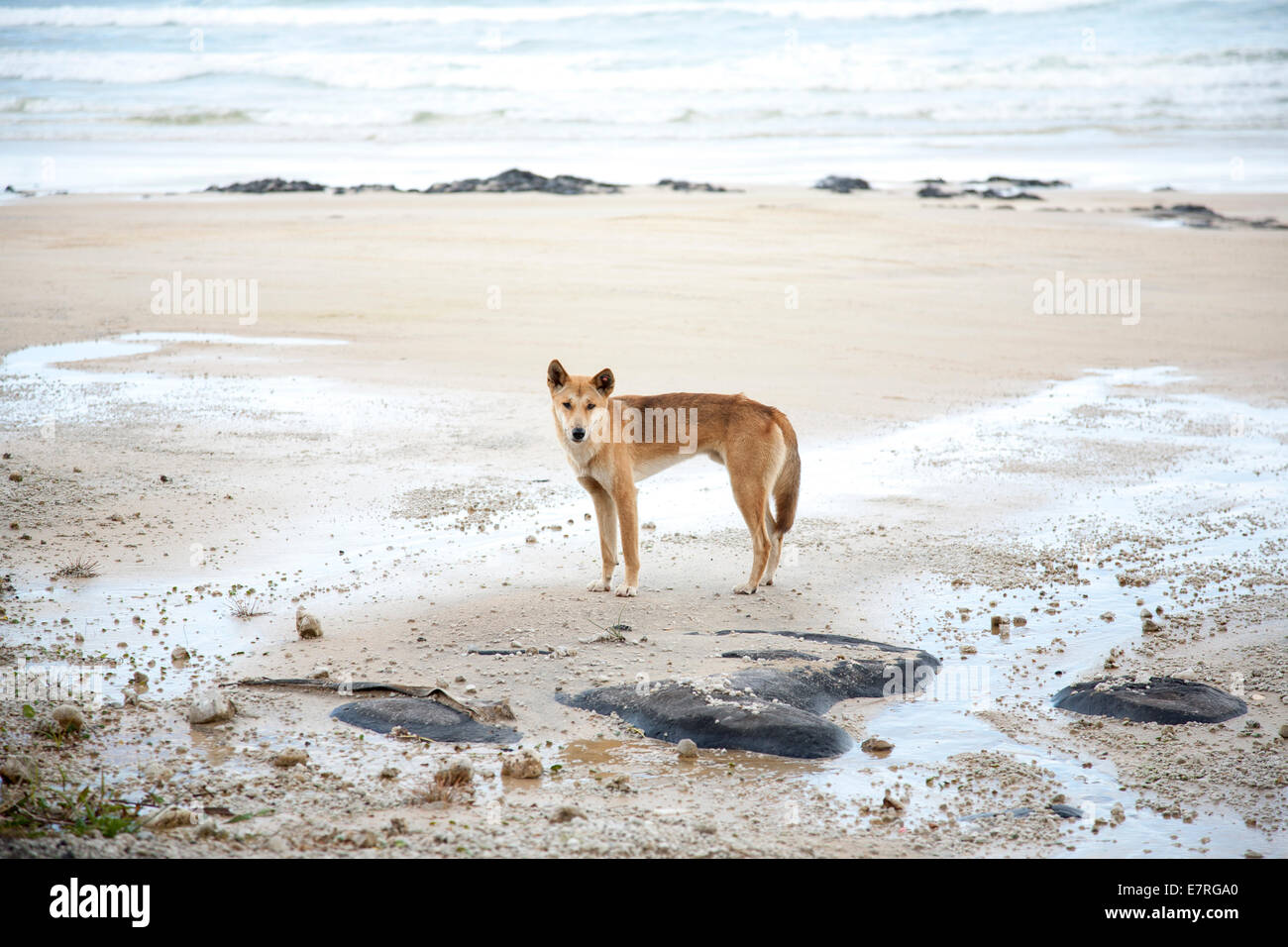 Wild dingo on beach, Fraser Island, Queensland, Australia Stock Photo