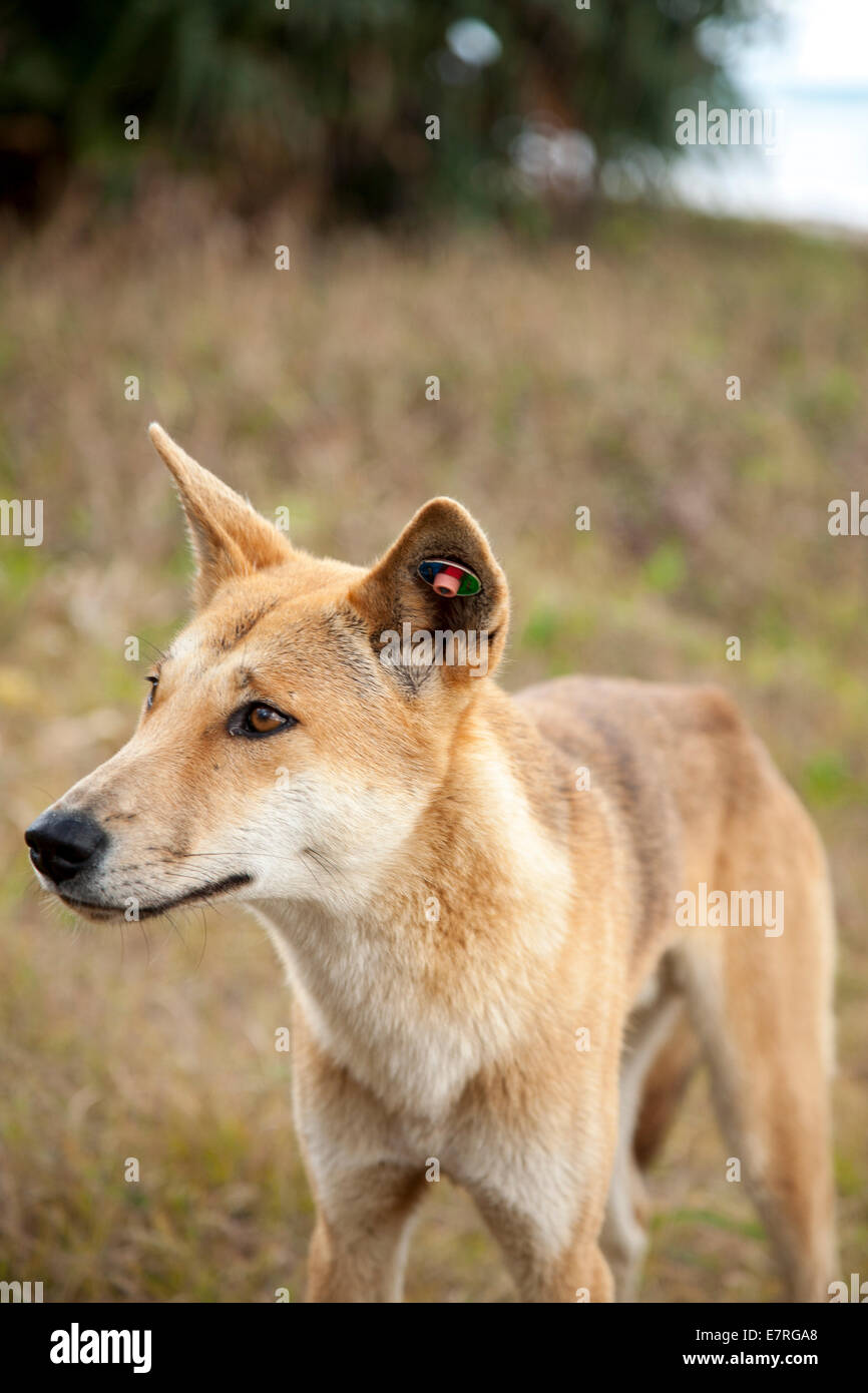 Wild dingo on Fraser Island, Queensland, Australia Stock Photo