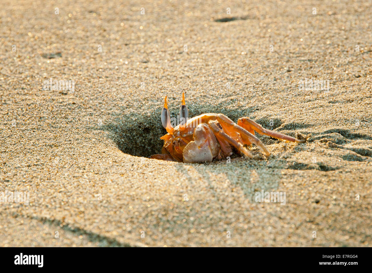 Painted Ghost Crab with Eyes Alert Emerging from Hole in Beach Sand