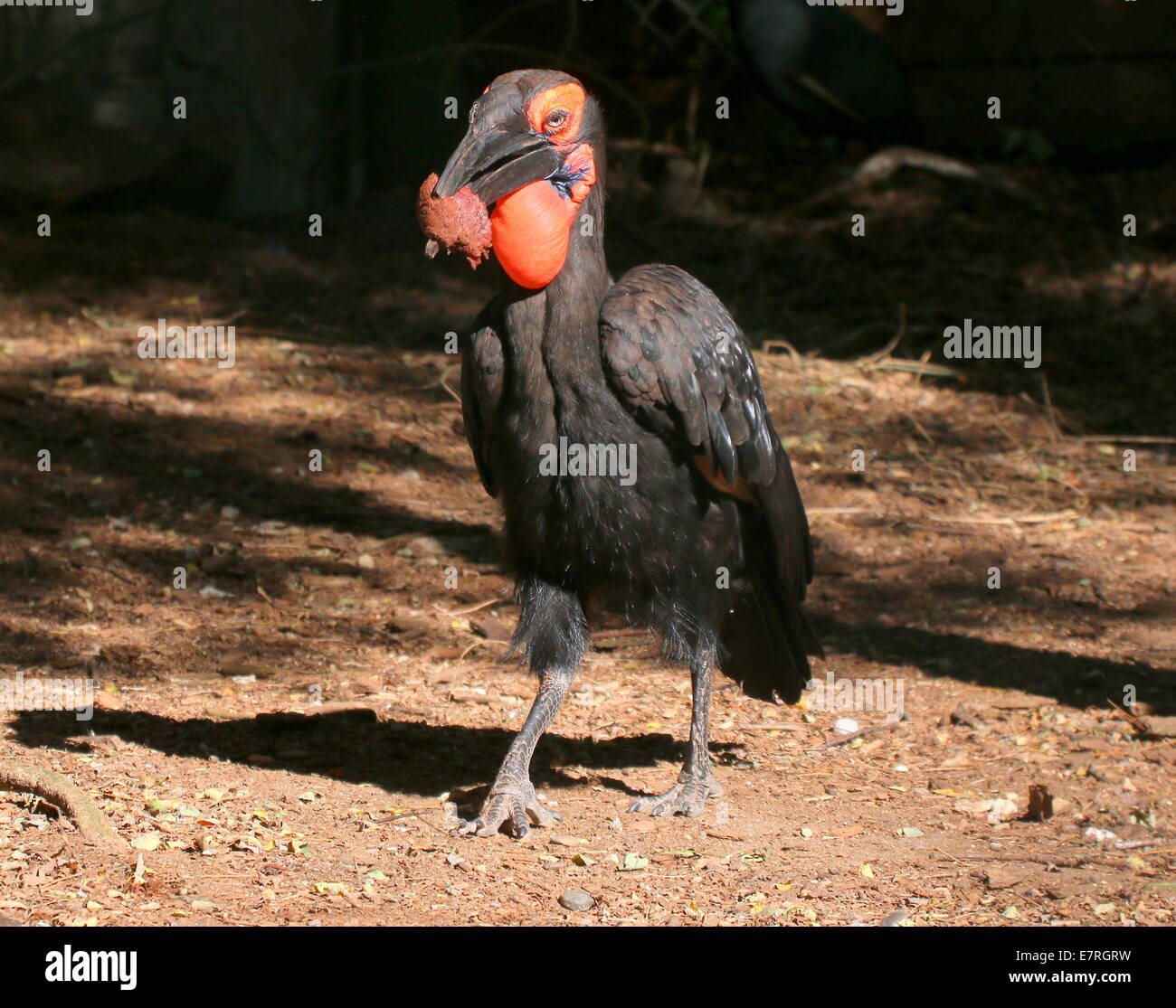 Southern ground hornbill (Bucorvus leadbeateri, formerly B. Cafer) feeding on red juicy meat Stock Photo