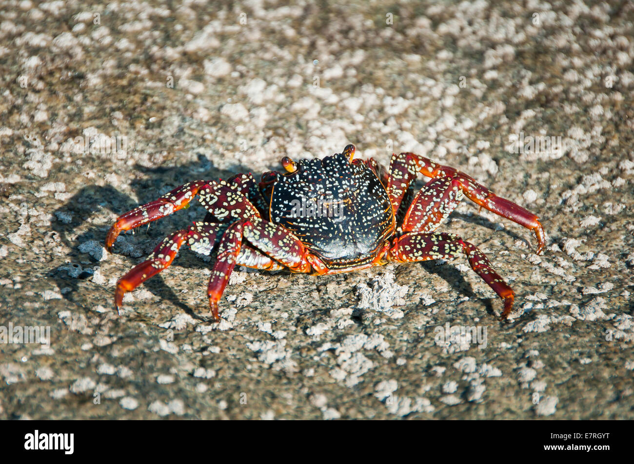 Grapsidae Shore Crab on Rock in Trujillo Northern Peru. Stock Photo