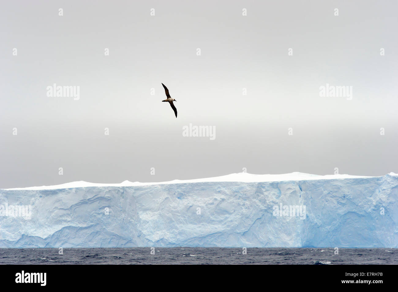 Iceberg and albatross flying hi-res stock photography and images - Alamy