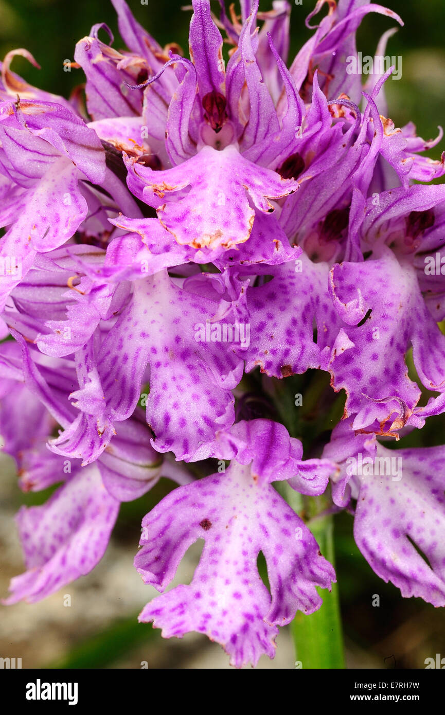 Wild Orchid, Orchis lactea, Orchidaceae, Gargano, National Park, Puglia, Italy, Europe Stock Photo