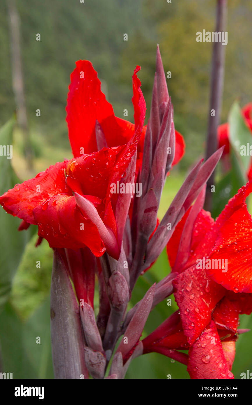 Eastern himalayas flora hi-res stock photography and images - Alamy