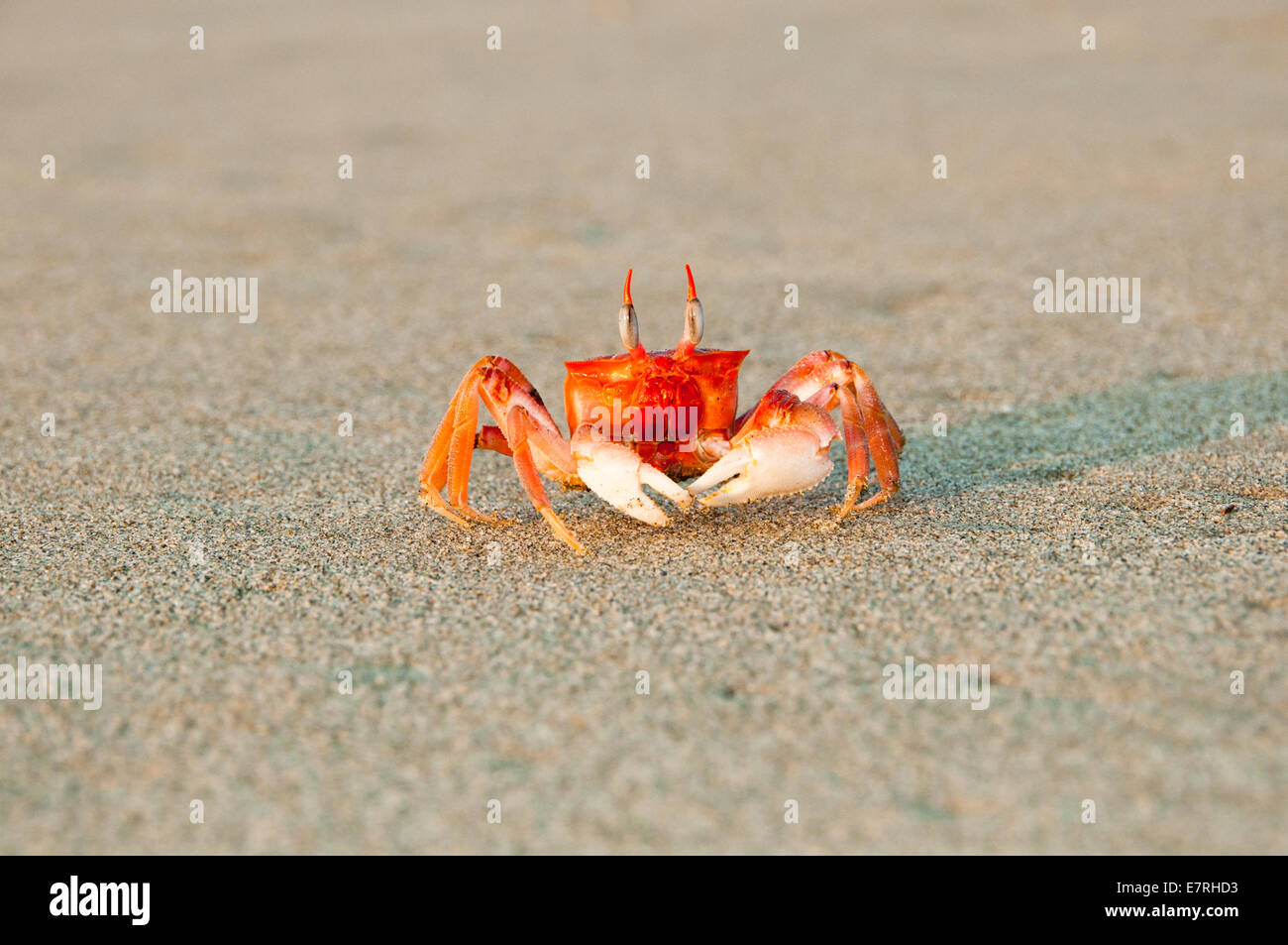 Frontal View of Alert Painted Ghost Crab (Ocypode gaudichaudii) Stock Photo