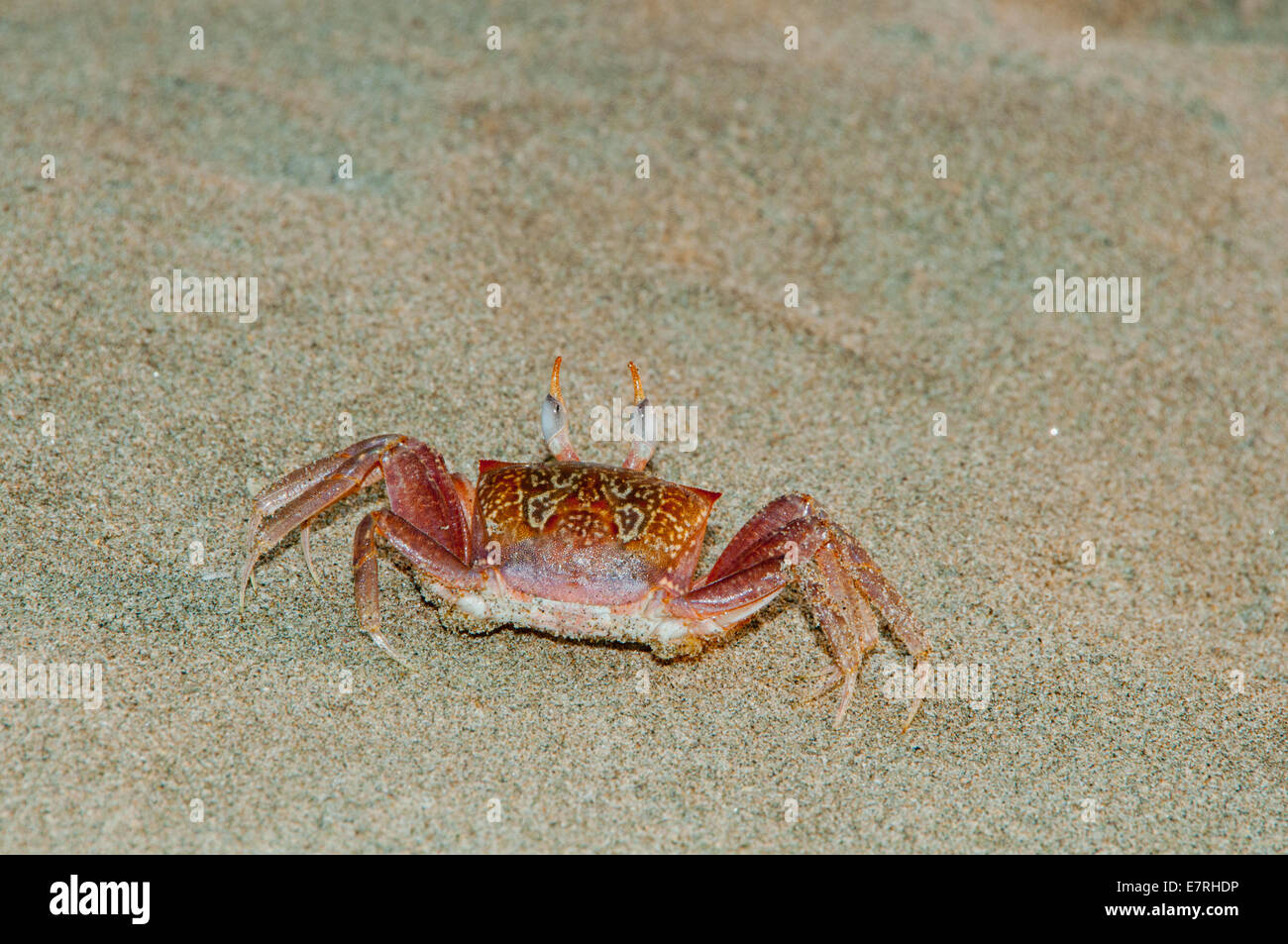 Rear view of Painted Chost Crab (Ocypode gaudichaudii) with intricate patterns Stock Photo