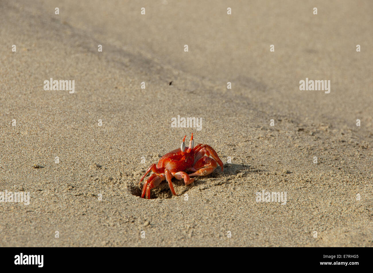 Painted Ghost Crab (Ocypode gaudichaudii) emerges from Hole in Sand Stock Photo