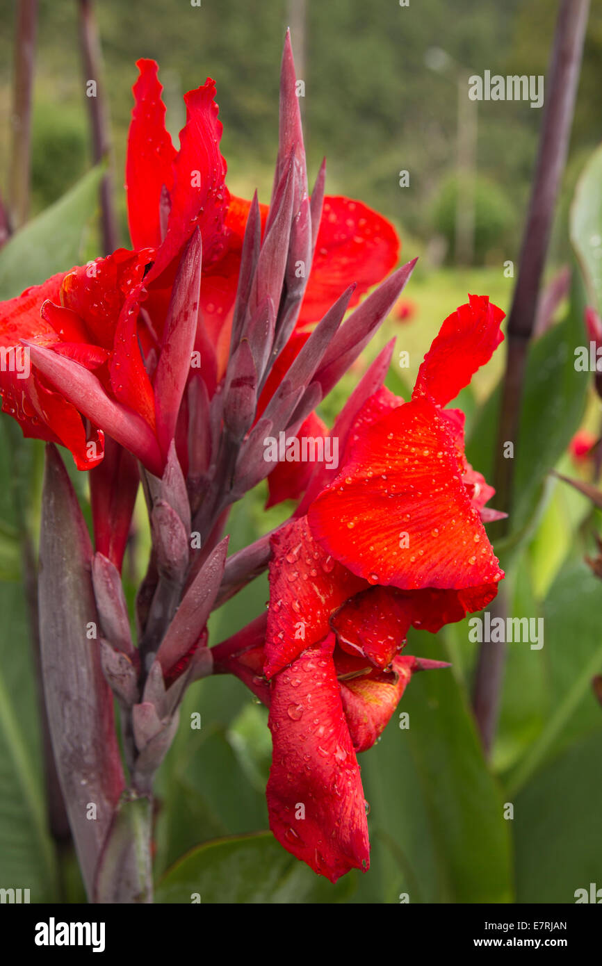 Eastern himalayas flora hi-res stock photography and images - Alamy