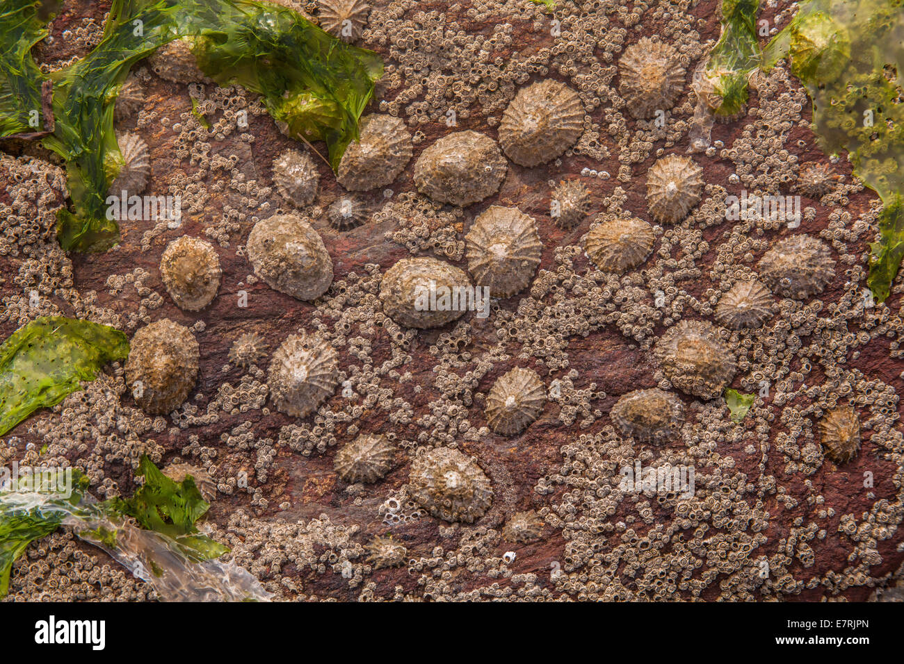Limpet shells on a rock, Hope Cove, Devon, England, United Kingdom. Stock Photo