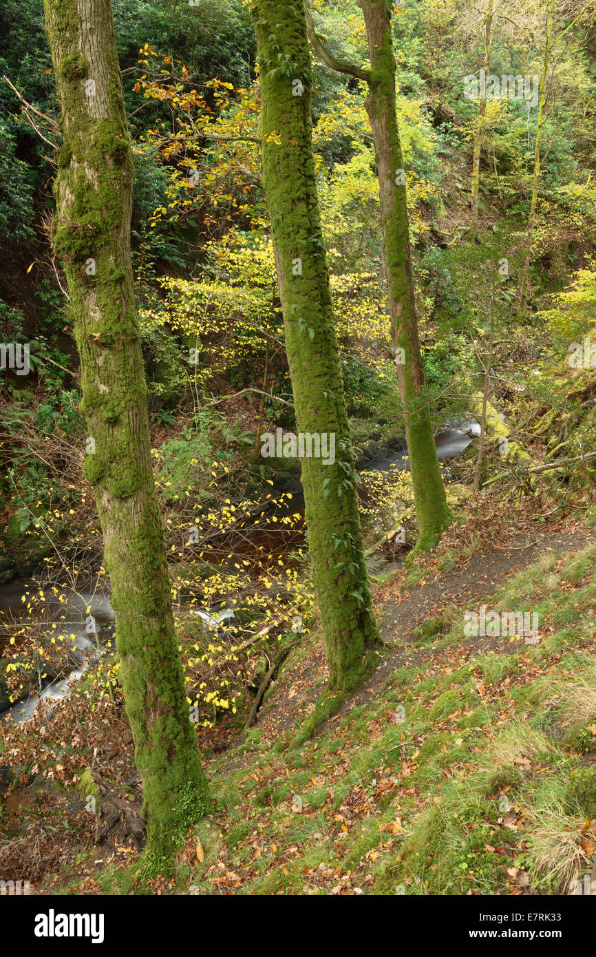 Early autumn trees Aira Beck, Lake District, Cumbria, UK Stock Photo