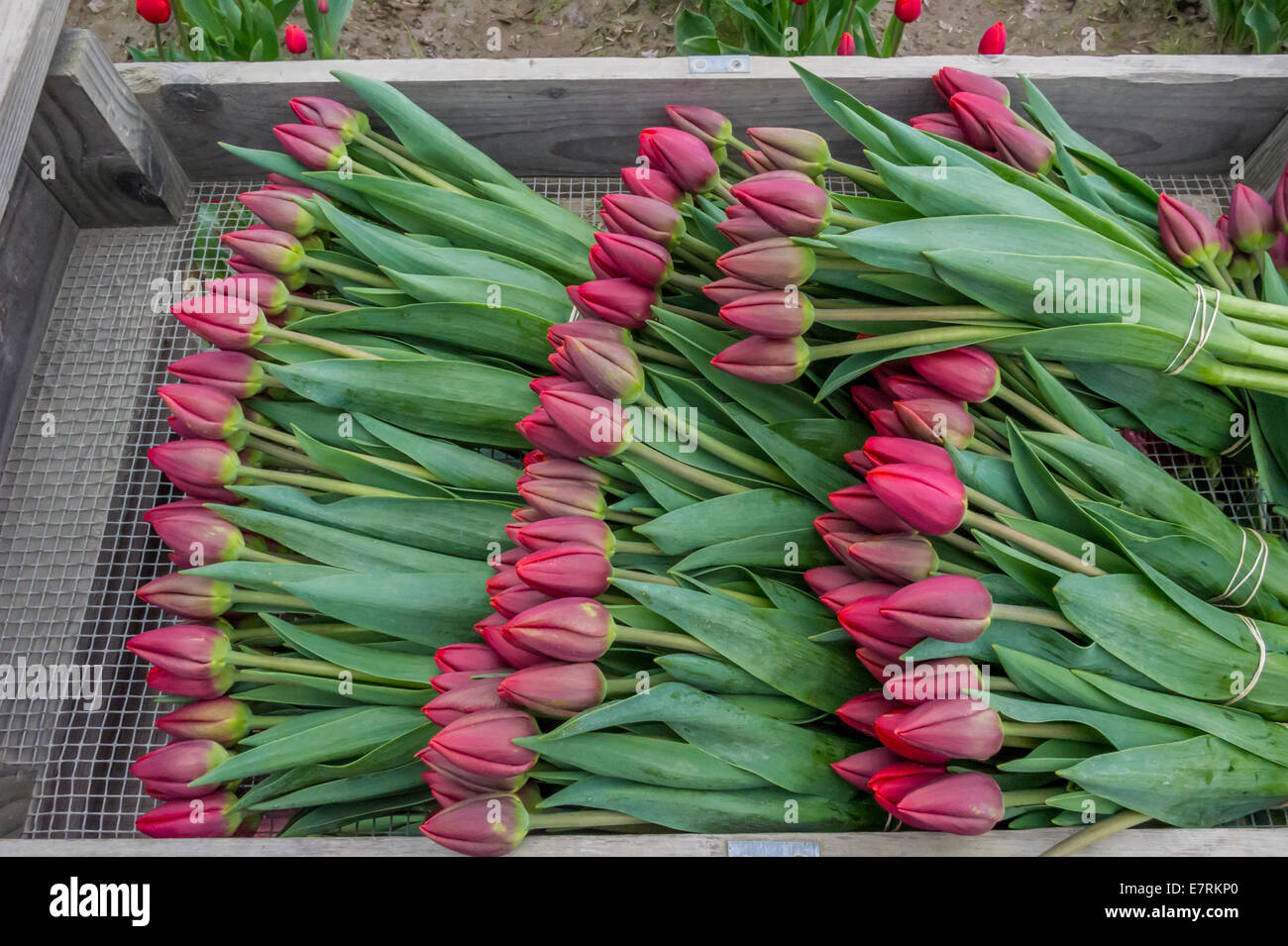 Crates of colorful tulips ready for market from Skagit Valley.LA Conner