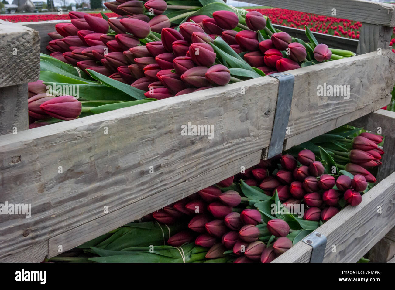 Crates of colorful tulips ready for market from Skagit Valley.LA Conner