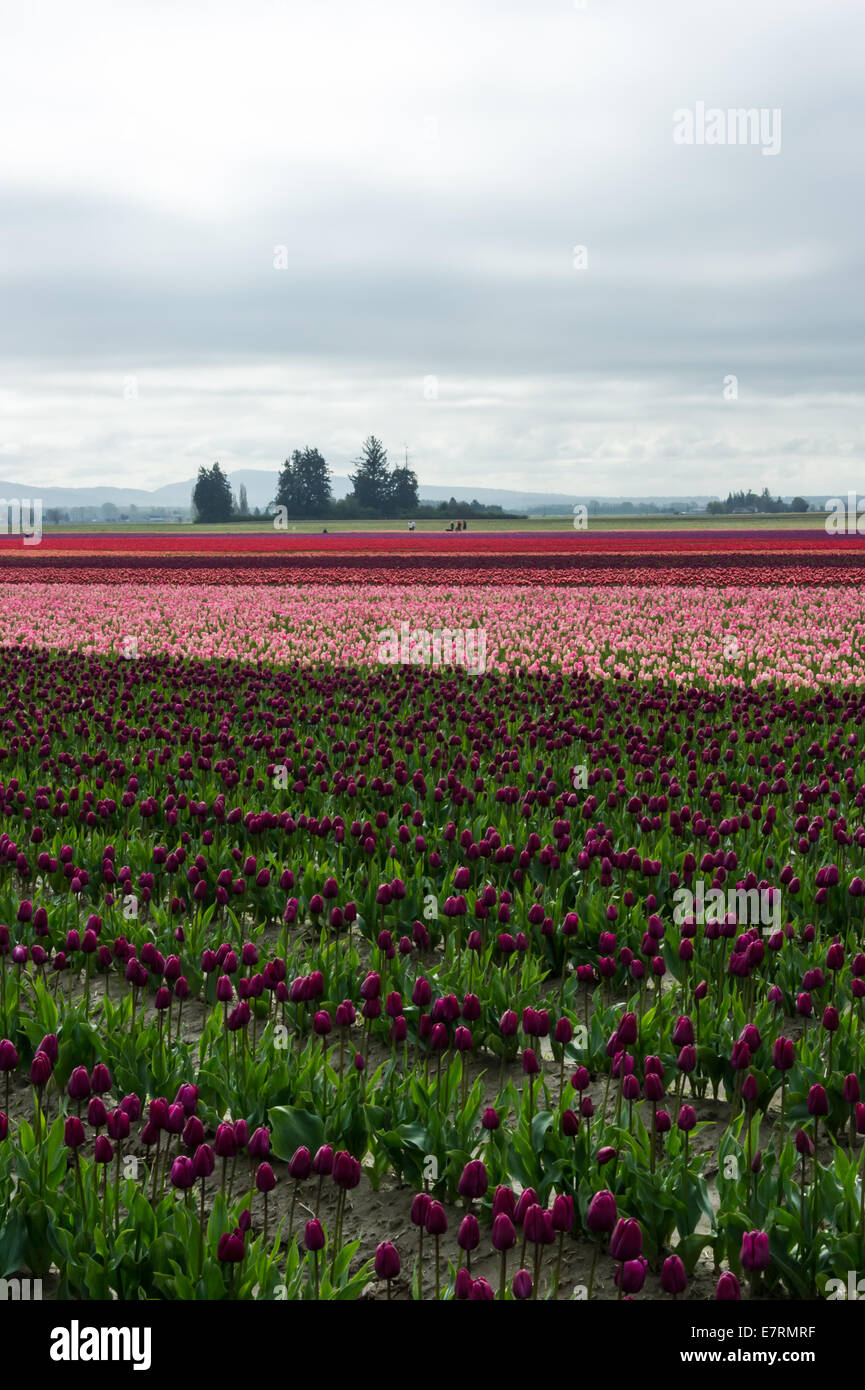 Commercial Tulip farm near La Conner during anual Tulip Festival in