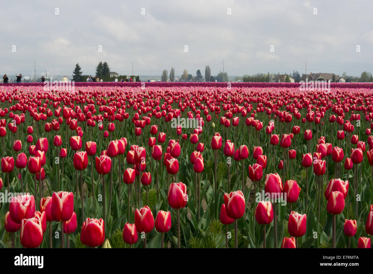Commercial Tulip farm near La Conner during anual Tulip Festival in