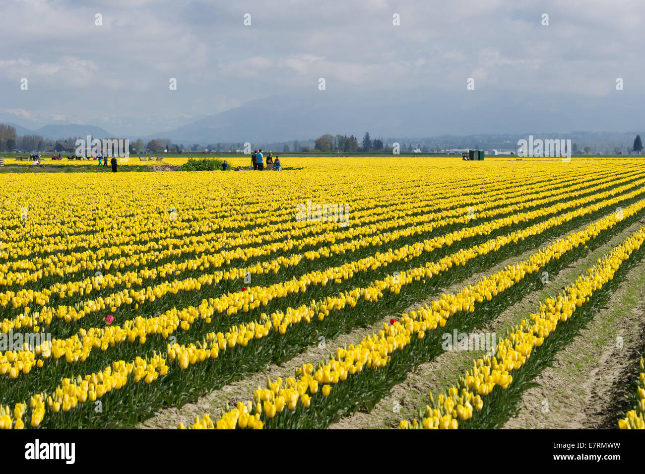 Commercial Tulip farm near La Conner during anual Tulip Festival in