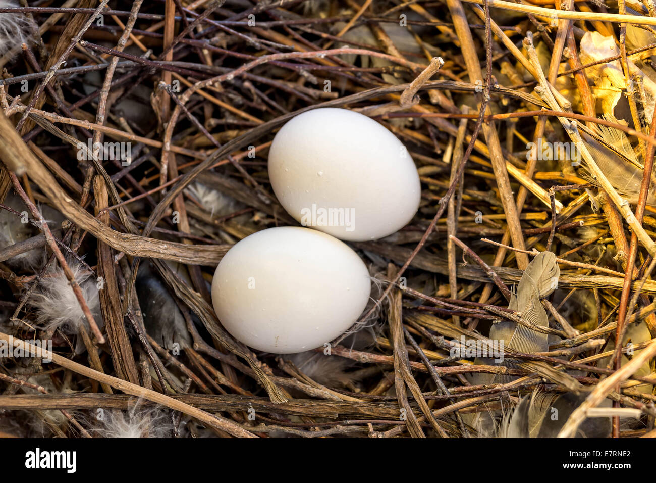 Two dove eggs in the nest Stock Photo Alamy