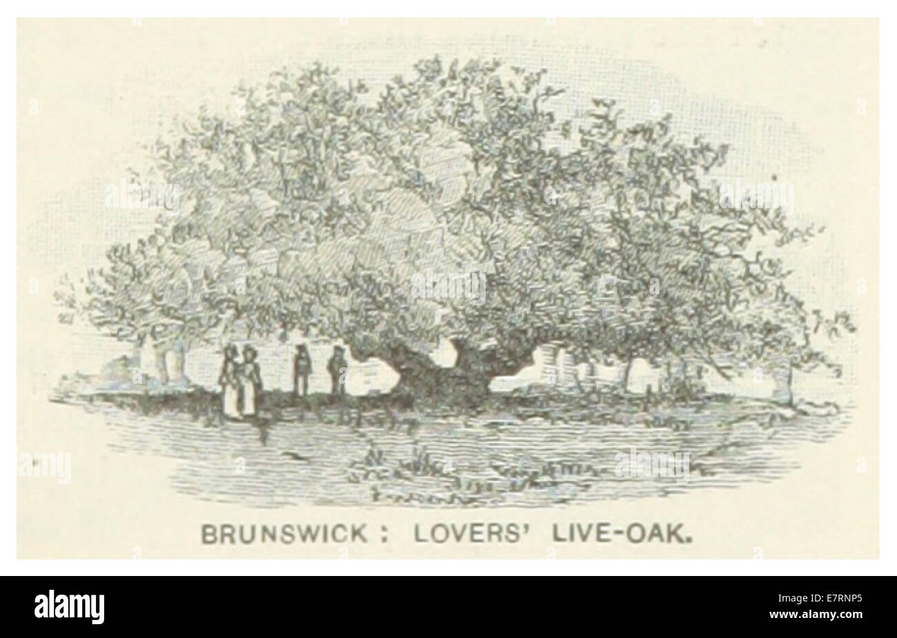 US-GA(1891) p183 BRUNSWICK, LOVERS-OAK Stock Photo