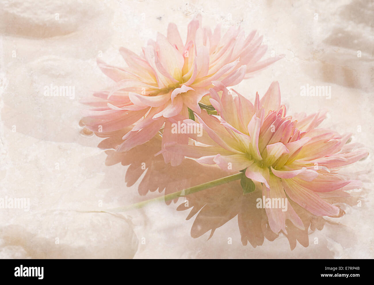 Pink Spa Dahlias Water Flowers High Key Floral Stock Photo