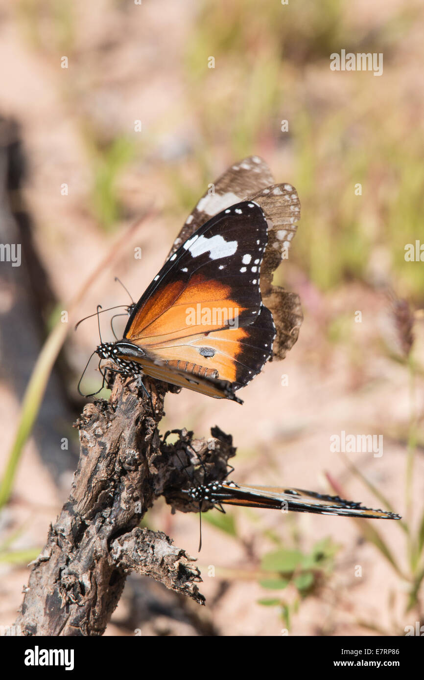 Monarch Butterfly, Danaus plexippus Stock Photo
