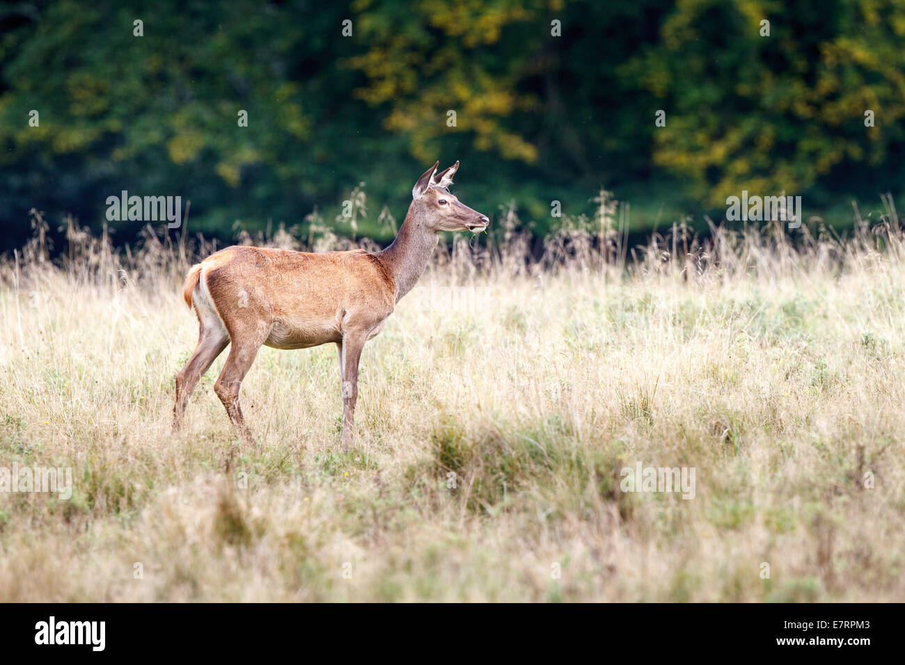 female red deer (Cervus elaphus) on a meadow Stock Photo