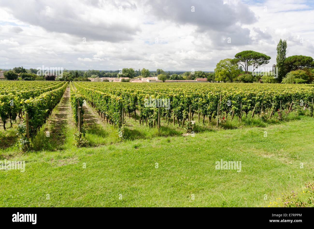 Chateau de la Dauphine in the Fronsac region of Bordeaux, France Stock