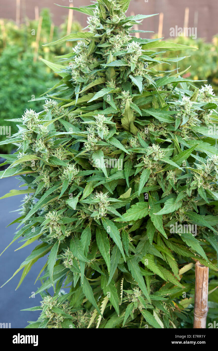 Cannabis 'Harlequin' hybrid flowering plant. Stock Photo