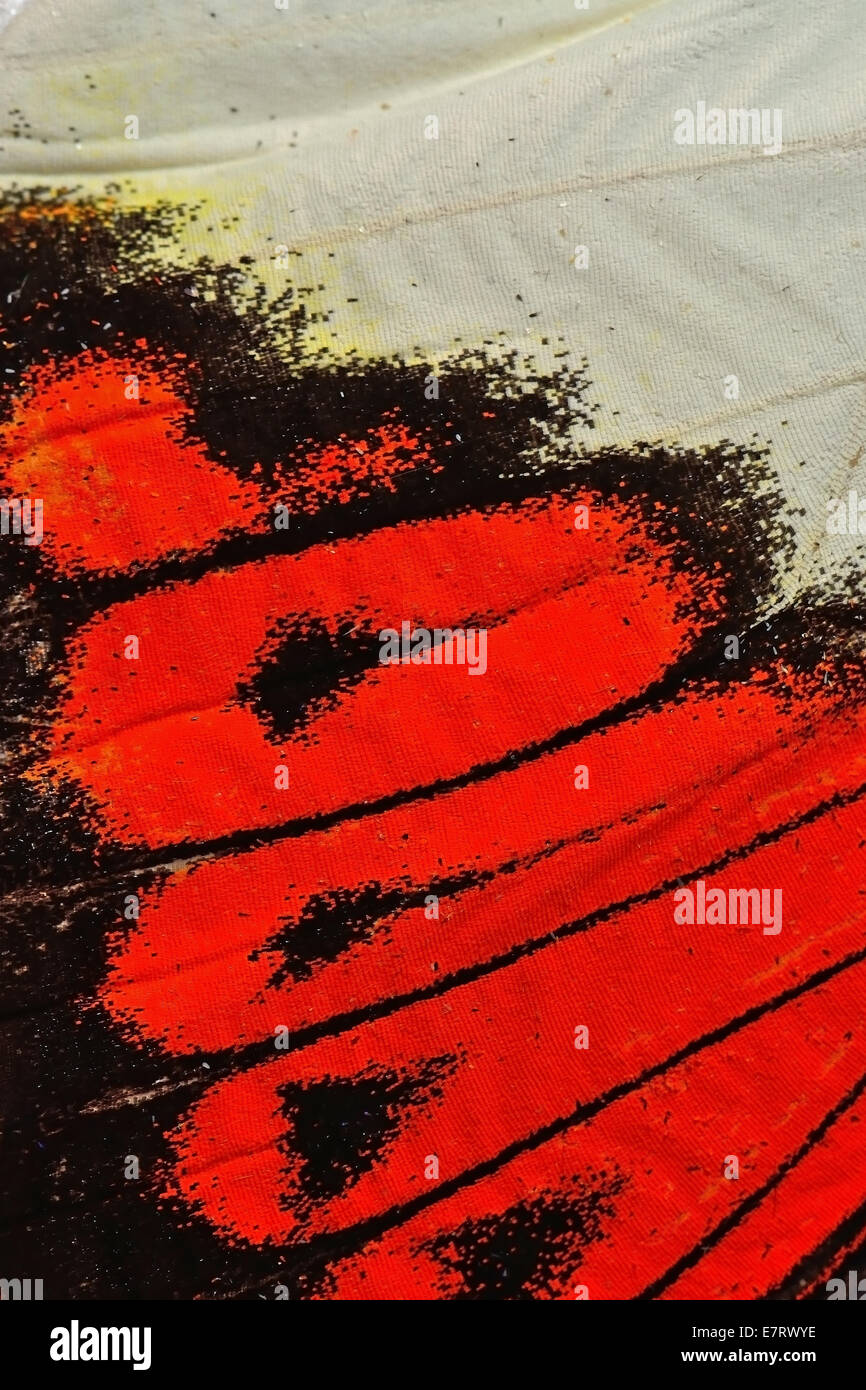 Macro closeup of butterfly wing background pattern Stock Photo - Alamy