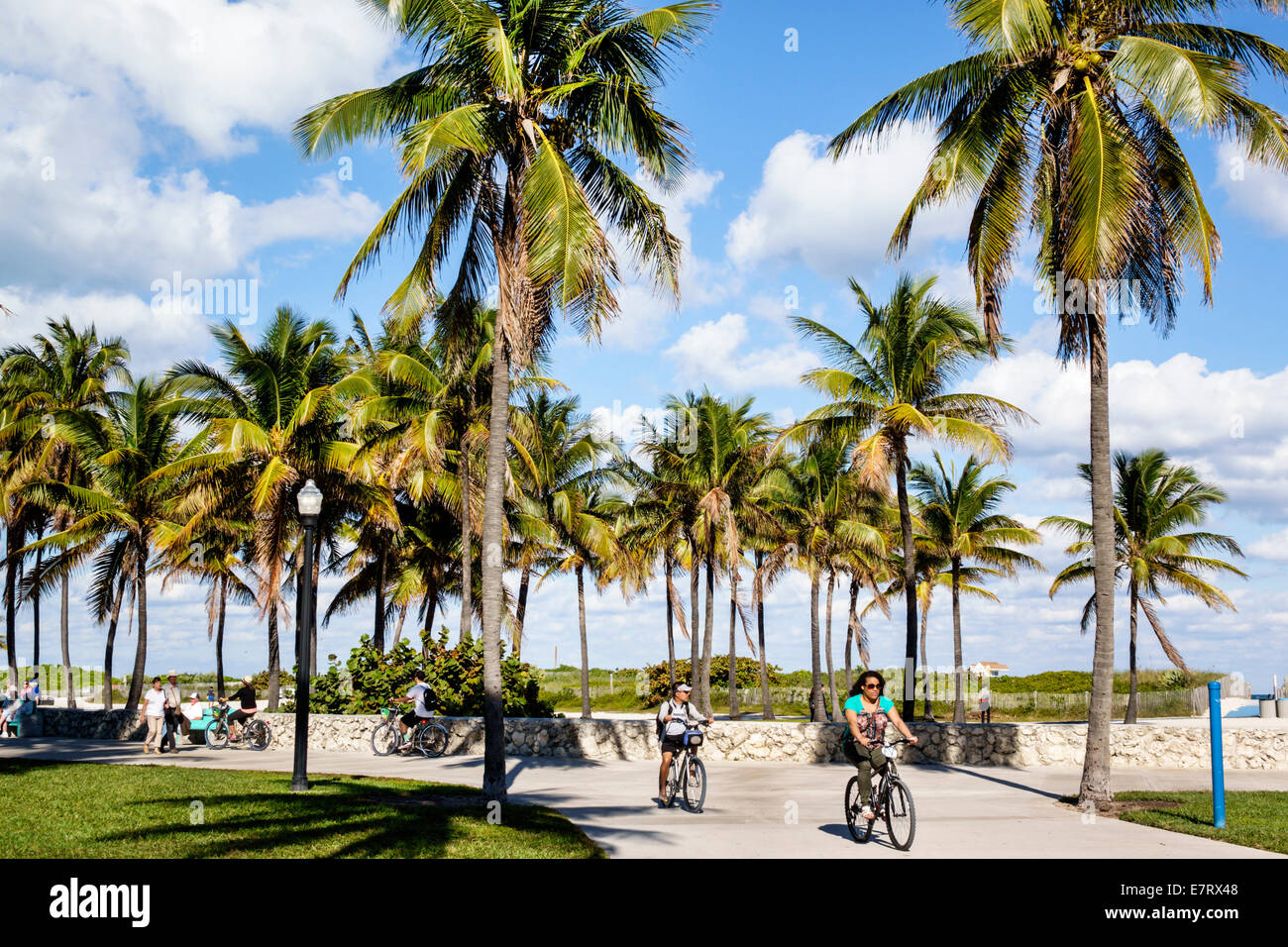 Miami Beach Florida,Lummus Park,Serpentine Trail,palm trees,bicycle path,woman female women,biking,bicycle,bicycling,riding,biking,rider,good weather, Stock Photo