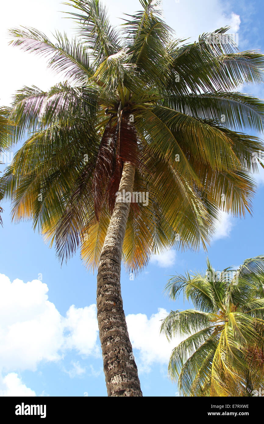 Caribbean Beach, Palm Trees, sand, Coconuts Stock Photo Alamy