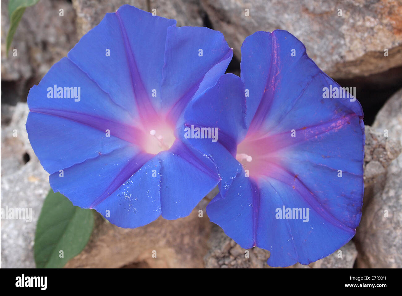 Morning Glory flower, Convulvus Stock Photo