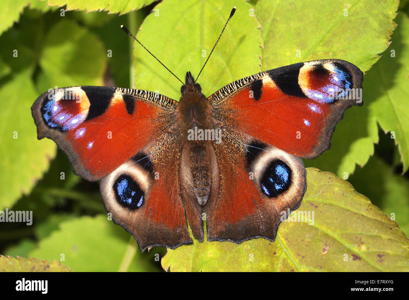 Peacock butterfly,UK Stock Photo