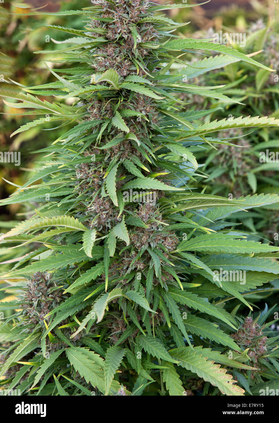 Cannabis 'Frisian Dew' hybrid flowering plant. Stock Photo