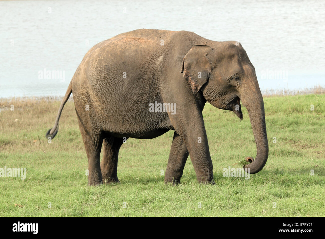 Lankesian Elephant (Elephas Maximus Maximus), Minneriya National Park, Sri Lanka Stock Photo