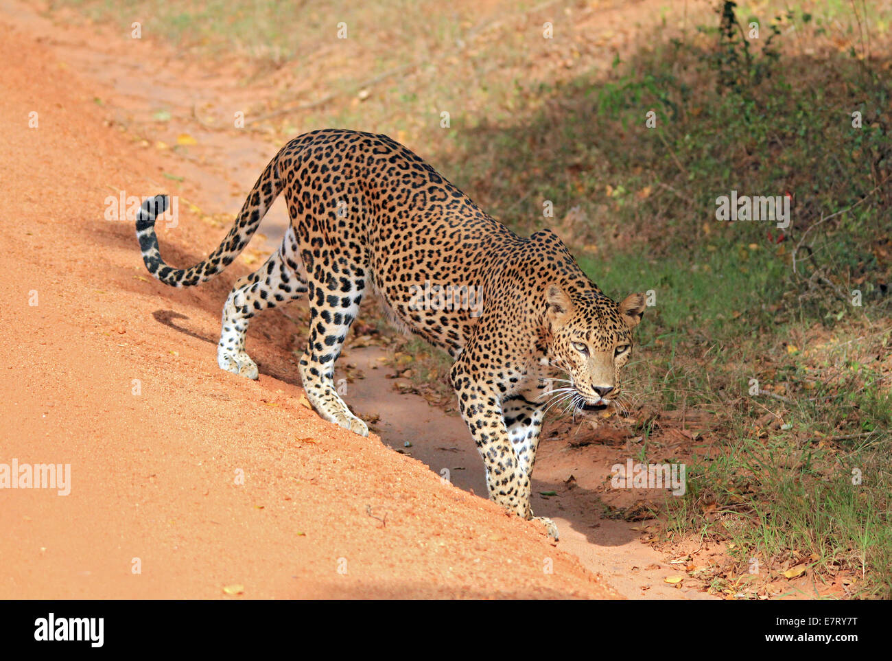Sri Lankan Leopard (Panthera Pardus Kotiya), Yala, Sri Lanka Stock Photo