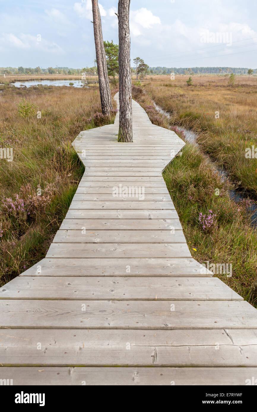Wooden boardwalk across wetlands Stock Photo