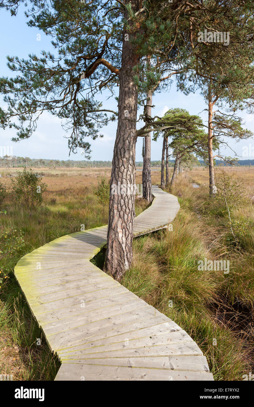 Wooden boardwalk across wetlands Stock Photo